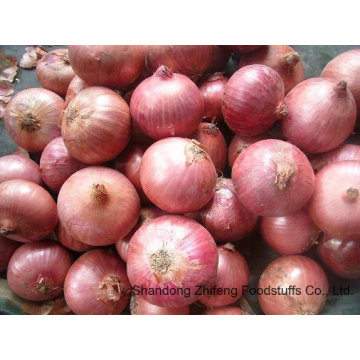 Fresh Shallot with High Exporting Quality